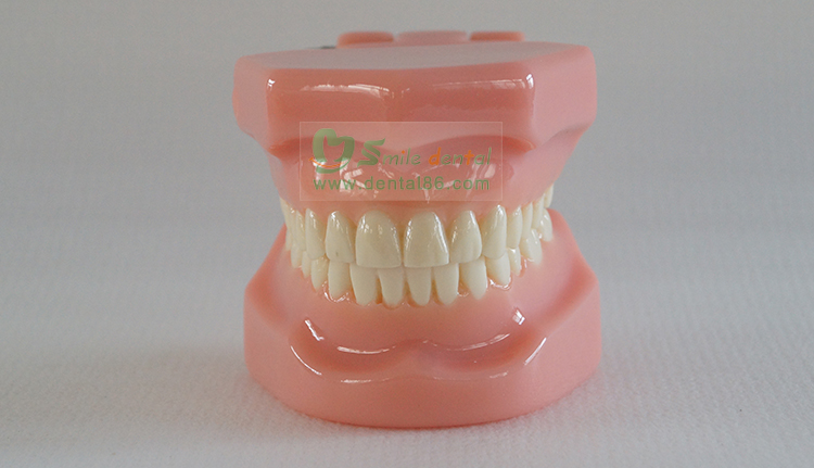 TM-B3 Orthodontic Model